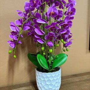 ORCHID WHITE & PURPLE